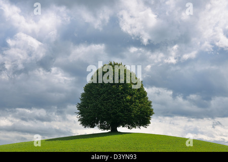 Linde auf Hügel im Sommer, Schweiz Stockfoto