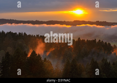 Dämmerung über Wald nach Regen, Bayern, Deutschland Stockfoto