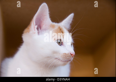 Porträt von Kätzchen Stockfoto