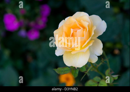 Nahaufnahme von Rose, Salzburg, Österreich Stockfoto