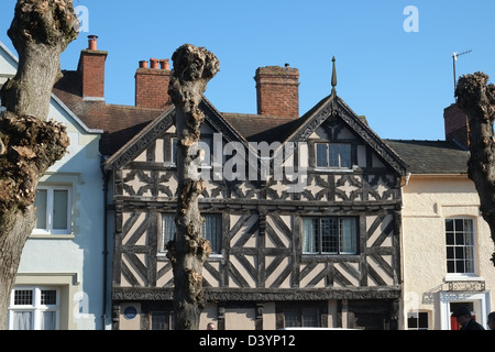 Pollarded Bäume & historisches Fachwerkhaus 2 Dinham, Ludlow, Shropshire, England. Grad 2 aufgeführt, neu in 1656 nach dem Brennen in Bürgerkrieg gebaut Stockfoto