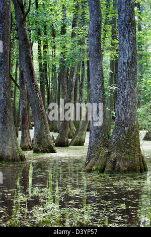 Cypress Swamp, Natchez Trace Parkway, Mississippi, Vereinigte Staaten Stockfoto