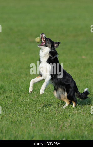 Border-Collie, Bayern, Deutschland Stockfoto