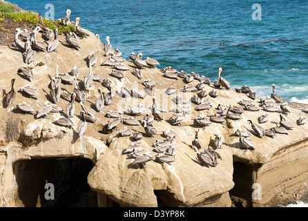 Braune Pelikane in Kolonie in La Jolla San Diego Kalifornien Vereinigte Staaten Amerika USA Stockfoto