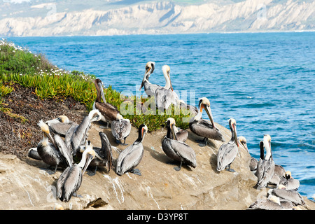 Braune Pelikane in Kolonie in La Jolla San Diego Kalifornien Vereinigte Staaten Amerika USA Stockfoto