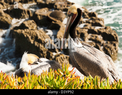 Braune Pelikane in Kolonie in La Jolla San Diego Kalifornien Vereinigte Staaten Amerika USA Stockfoto