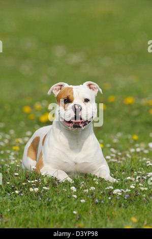 Alte englische Bulldogge, Bayern, Deutschland Stockfoto