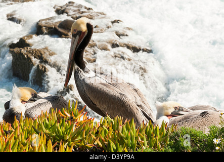 Braune Pelikane in Kolonie in La Jolla San Diego Kalifornien Vereinigte Staaten Amerika USA Stockfoto