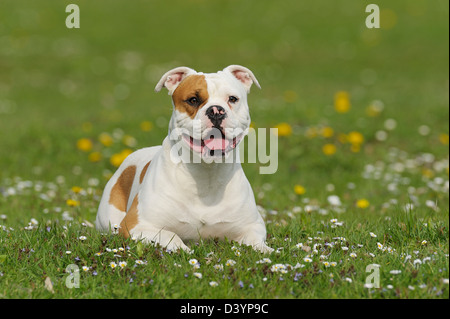 Alte englische Bulldogge, Bayern, Deutschland Stockfoto