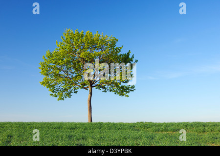Spitz-Ahorn Baum, Bayern, Deutschland Stockfoto