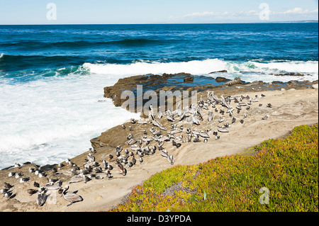 Braune Pelikane in Kolonie in La Jolla San Diego Kalifornien Vereinigte Staaten Amerika USA Stockfoto