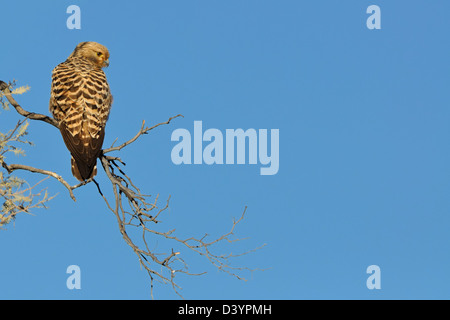 Kestrel, sitzt auf einem Ast, auf der Suche nach Beute, Kgalagadi Transfrontier Park, Northern Cape, Südafrika, Afrika Stockfoto