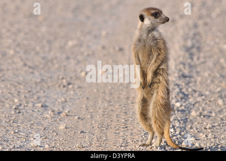 Erdmännchen (Suricata Suricatta), stehend auf Schotterstraße, Kgalagadi Transfrontier Park, Northern Cape, Südafrika, Afrika Stockfoto