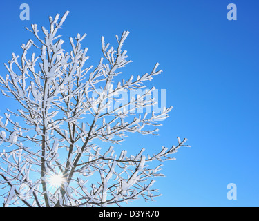 Schneebedeckte Ahornbaum mit Sonne, Wustensachsen, Berge der Rhön, Hessen, Deutschland Stockfoto