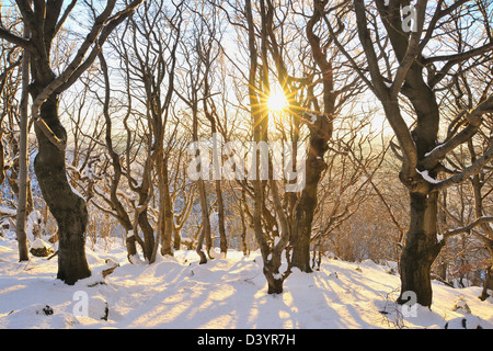 Buchenwald im Winter bei Sonnenuntergang, Kreuzberg, Rhön Berge, Bayern, Germany Stockfoto