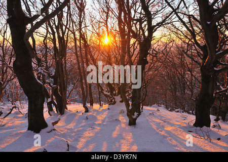 Buchenwald im Winter bei Sonnenuntergang, Kreuzberg, Rhön Berge, Bayern, Germany Stockfoto