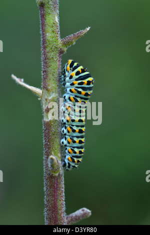 Schwalbenschwanz-Raupe auf Dictamnus Stamm, Karlstadt, Franken, Bayern, Deutschland Stockfoto