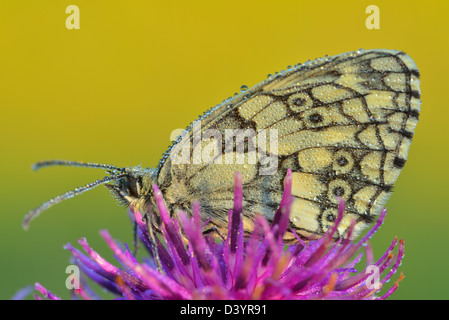 Marmoriert weiß Schmetterling auf Blume, Karlstadt, Franken, Bayern, Deutschland Stockfoto