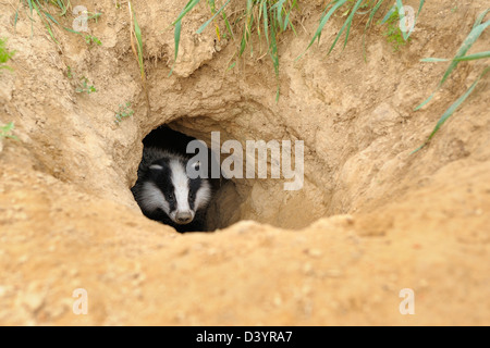 Europäischer Dachs im Fuchsbau, Hessen, Deutschland Stockfoto