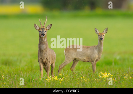 Europäische Roebuck und europäische Rehe im Feld, Hessen, Deutschland Stockfoto