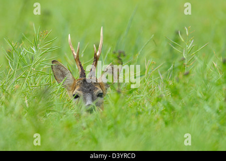 Europäische Roebuck, Hessen, Deutschland Stockfoto