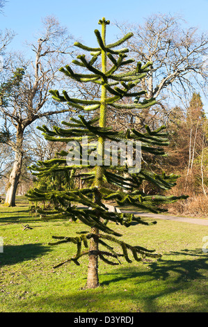 Junge Monkey Puzzle Tree Chile Kiefer in einer Parklandschaft in Balloch Dumbartonshire Schottland Vereinigtes Königreich UK Stockfoto