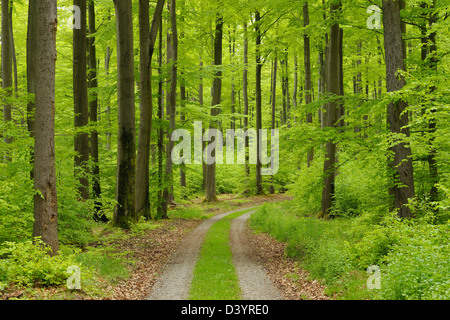 Schotterstraße im Wald, Spessart, Bayern, Deutschland Stockfoto