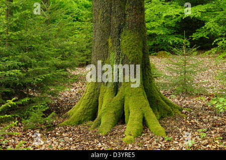 Moos bedeckt Baumstamm, Spessart, Bayern, Deutschland Stockfoto