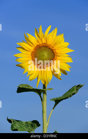 Sonnenblume, Hessen, Deutschland Stockfoto