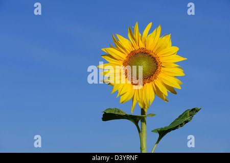 Sonnenblume, Hessen, Deutschland Stockfoto