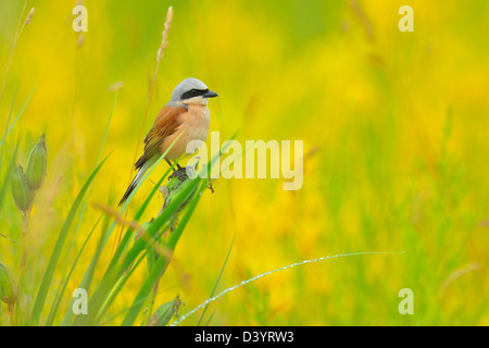 Neuntöter, Hessen, Deutschland Stockfoto