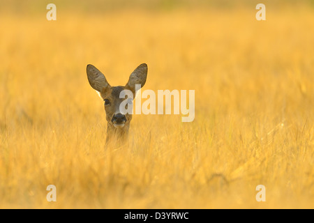 Europäische Rehe, Hessen, Deutschland Stockfoto