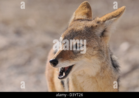 Black-backed Jackal (Canis mesomelas), junge Tier, headshot, Kgalagadi Transfrontier Park, Northern Cape, Südafrika, Afrika Stockfoto