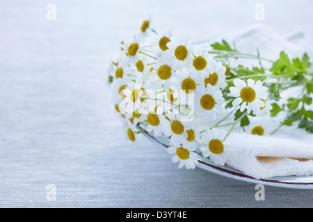 Kamille-Blüten Stockfoto