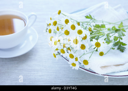 Kamille und Tee Stockfoto