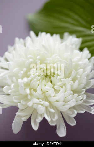 Weiße Chrysantheme Stockfoto