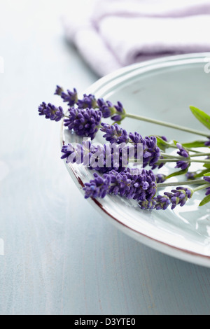 Lavendel Blumen in Schüssel Stockfoto