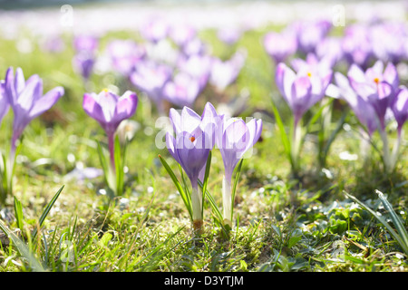 Krokusblüten, Hamburg, Deutschland Stockfoto
