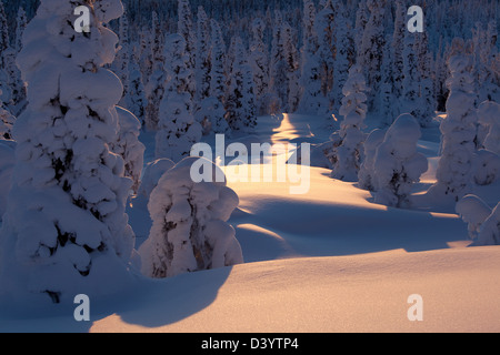 Schneebedeckte Bäume in Lappland, Ylläs, Finnland. Stockfoto