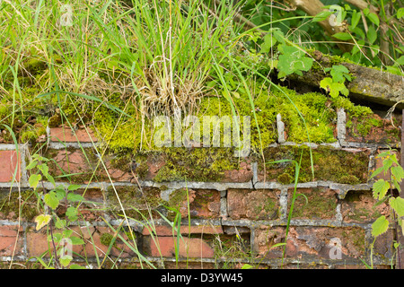 Hintergrund einer zerbröckelnden Wand bedeckt in Moos und Unkraut Stockfoto