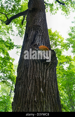 Der Baum im Park mit Holz Pilzen am Stamm Stockfoto