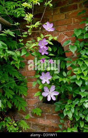 Lila Clematis wächst über gewölbte Öffnung im roten Backsteinmauer Stockfoto