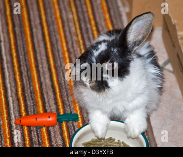 Zwerg Lop Kaninchen juvenilen Männchen füttern Stockfoto