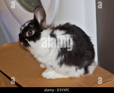 Dwarf Lop Kaninchen juvenilen Männchen Stockfoto