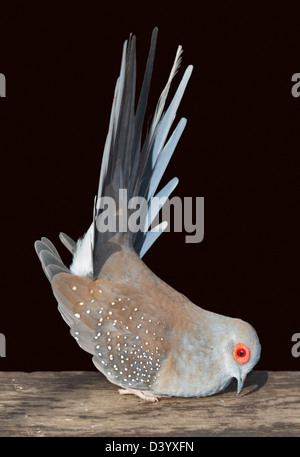 Diamant Tauben (Geopelia Cuneata) männlich in Balz Stockfoto