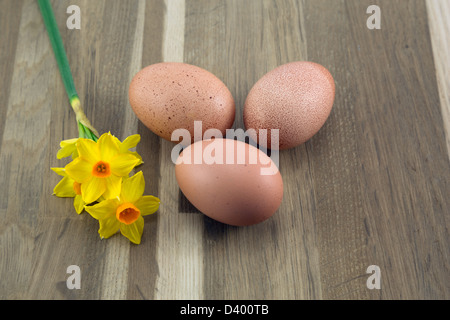 Bio Freilandeier und kleinen Narzissen. Stockfoto