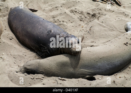 Junge See-Elefanten ruhen bedeckt im Sand kühl zu halten Stockfoto