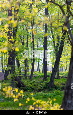 Leafy forest in early spring, shallow depth of field. Stockfoto