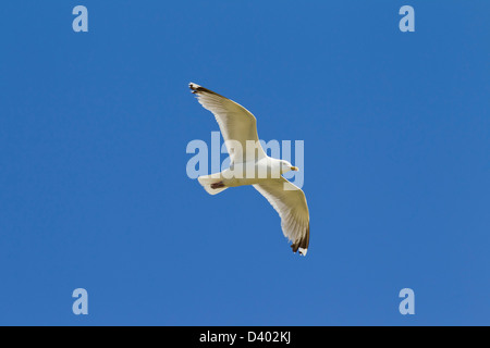 Europäische Silbermöwe (Larus Argentatus) im Flug gegen blauen Himmel Stockfoto