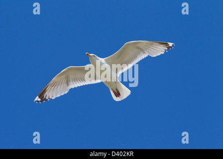 Europäische Silbermöwe (Larus Argentatus) im Flug gegen blauen Himmel Stockfoto